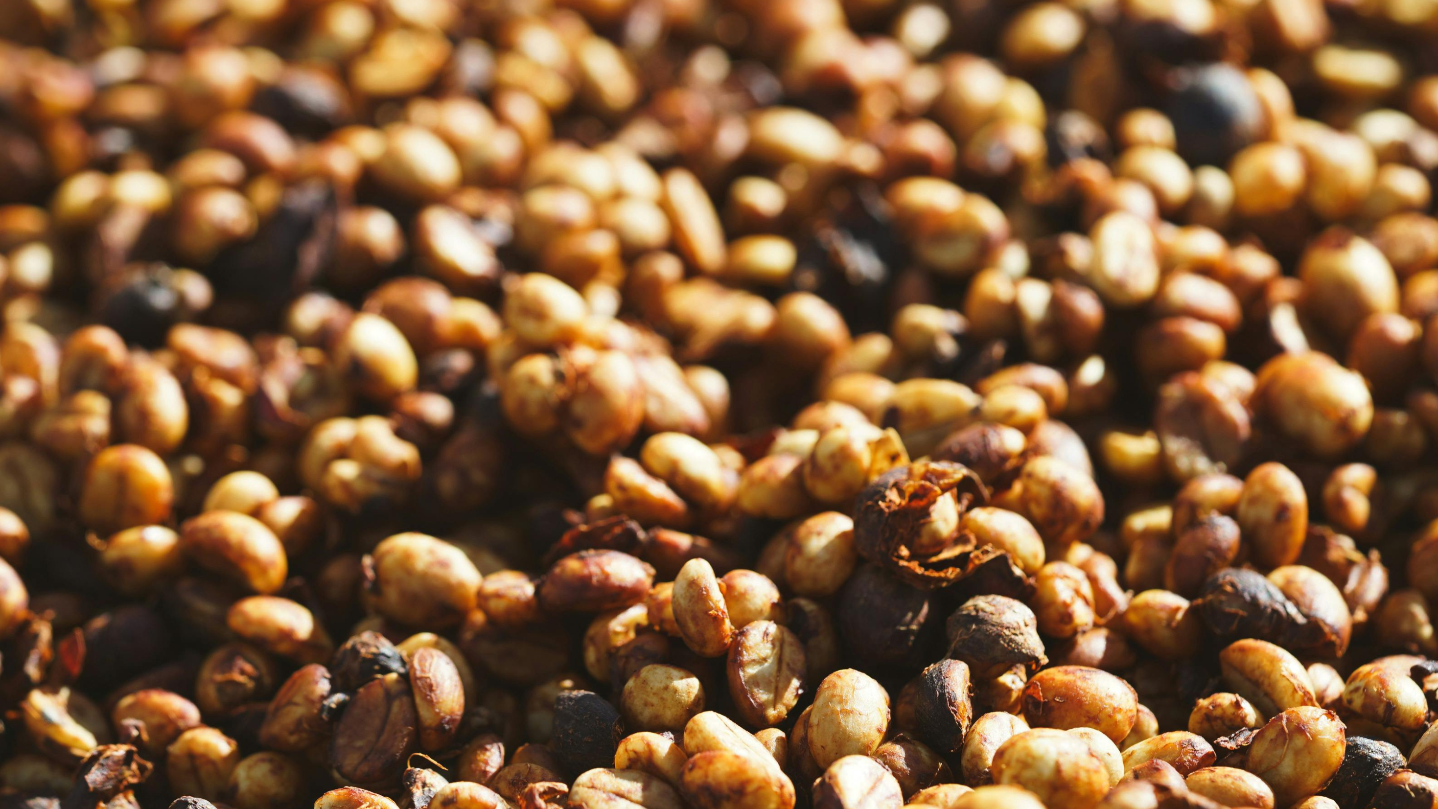 Decaf coffee beans drying