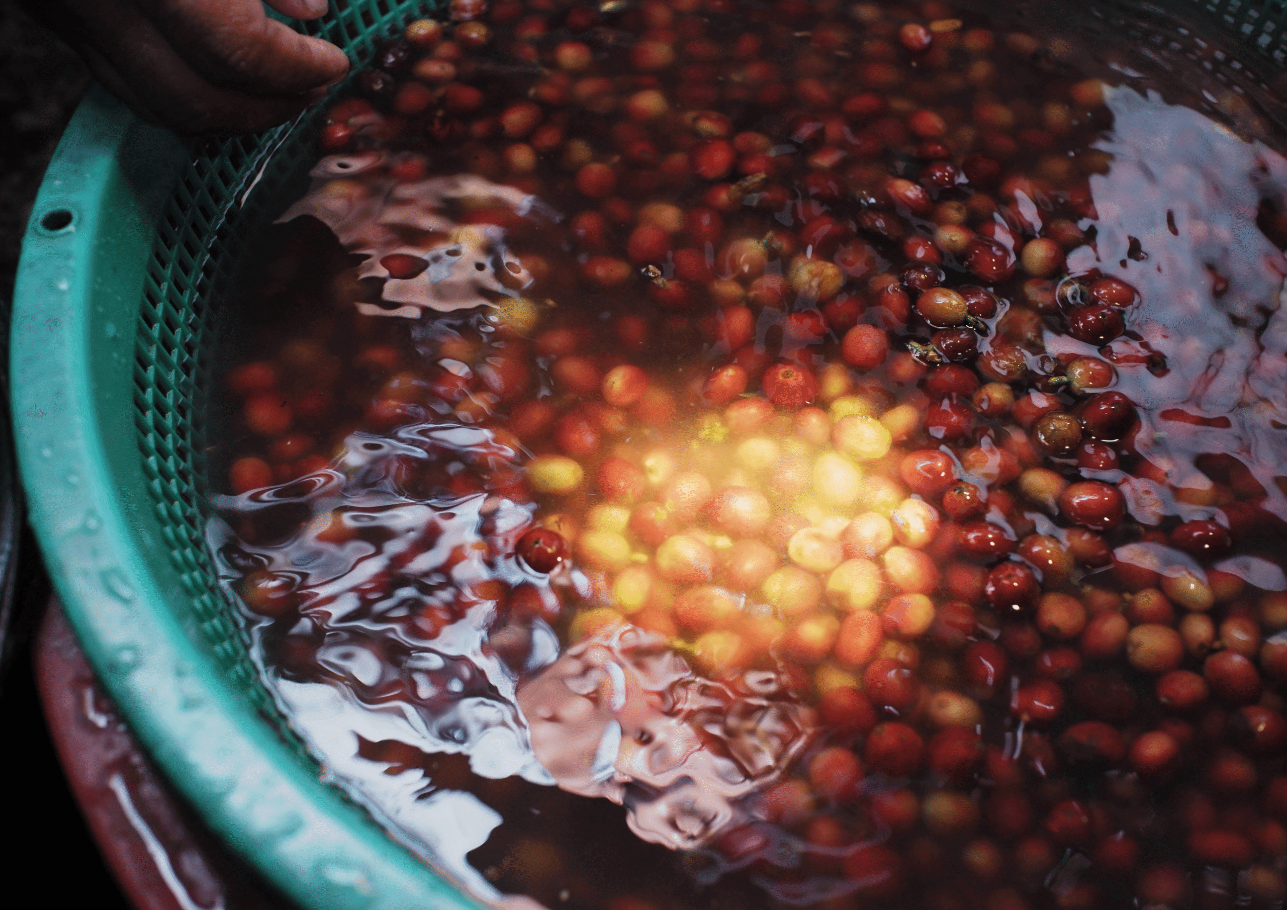 decaf coffee washing in water