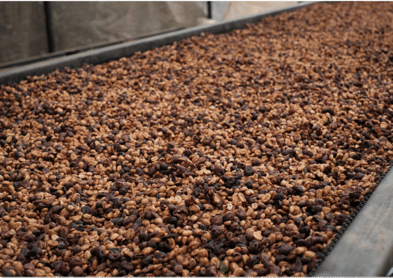 Coffee varieties