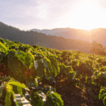 Specialty vs Commodity Coffee