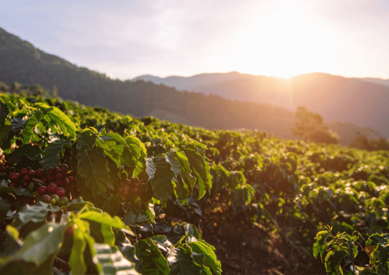 Specialty vs commodity coffee