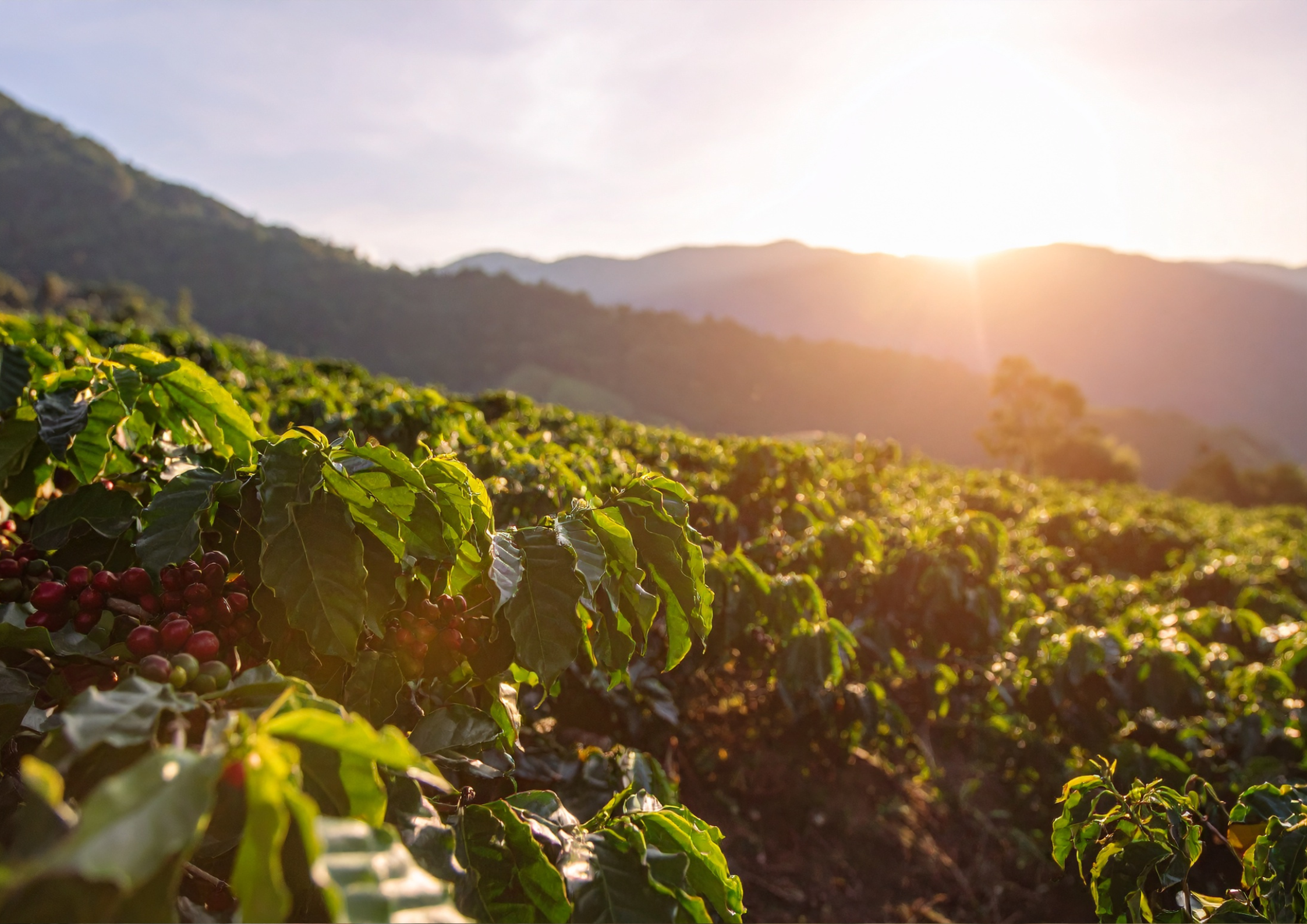 Specialty vs Commodity Coffee